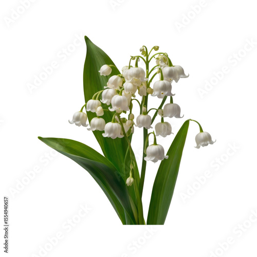 Delicate Lily of the Valley Flowers on Transparent Background