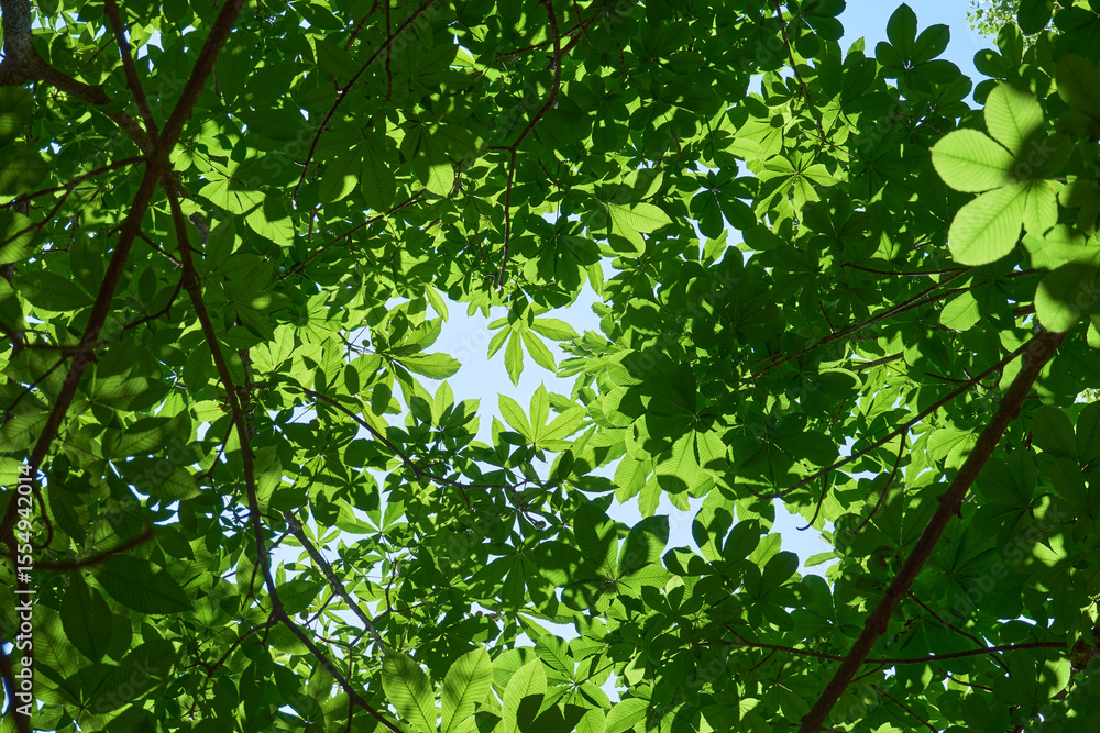 Fototapeta premium 初夏の太陽の光を浴びて輝くトチノキの葉