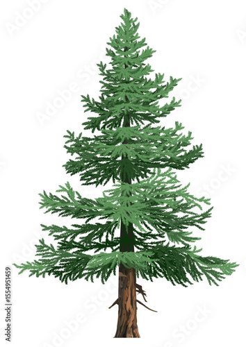 Realistic illustration of Sitka spruce tree