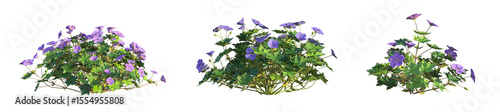 Fotografi Geranium Rozanne Tree 4k cutout isolate
