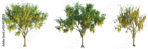 Papier peint Laburnum anagyroides Tree 4k cutout isolate