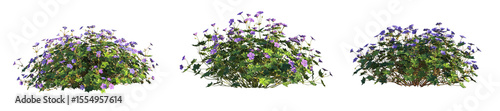 Foto Geranium Rozanne Tree 4k cutout