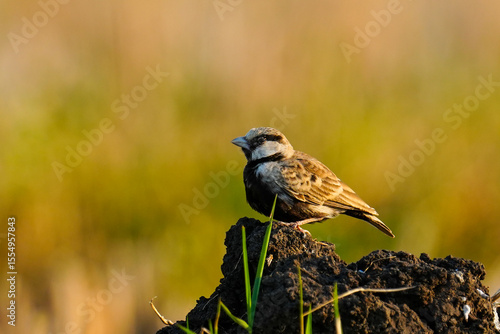 A small Ashy-Crowned Sparrow-Lark perches on a mound of dirt in a paddy field.