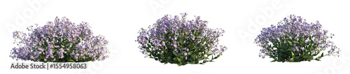 Konstfotografi Aster ageratoides Asran Tree 4k cutout