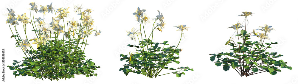 Obraz premium Aquilegia coerulea Tree 4k cutout transparent background
