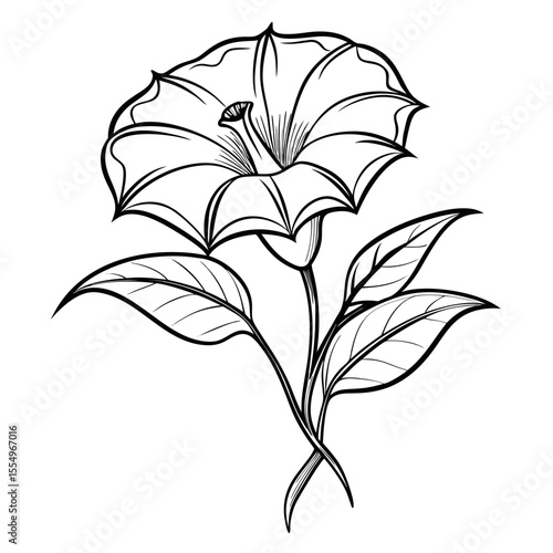 datura-line-art-on-white-background 