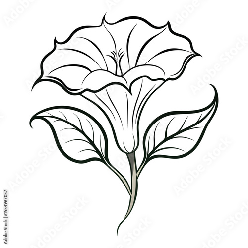 Datura-line-art-on-white-background 