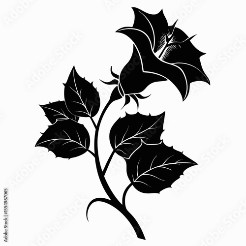 black and white datura