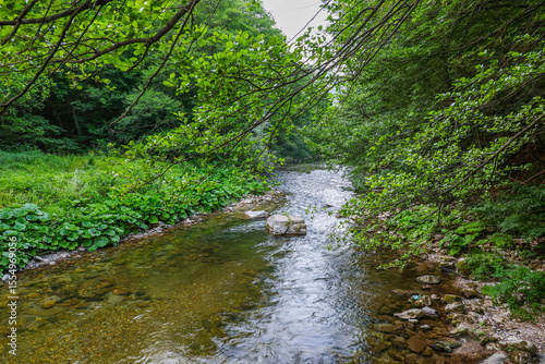 Bright green forest natural landscape min summer. Peaceful forest trees with sunlight. Forest in light. Green forest nature	
