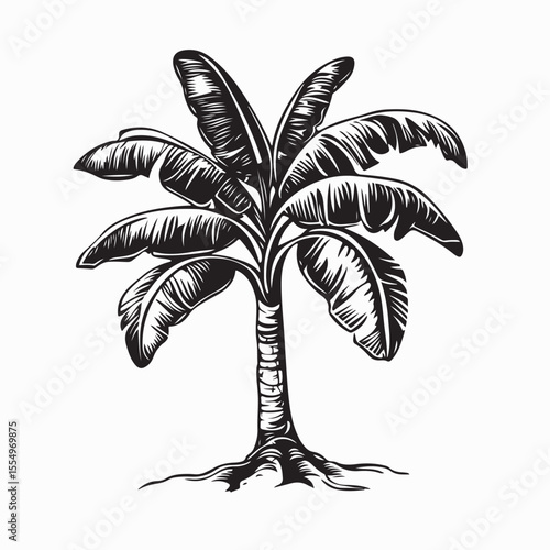 Banana Tree Vector Images. Ripe Banana Vector Illustration on white background.
