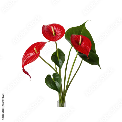 Vibrant Red Anthurium Flowers in a Glass Vase