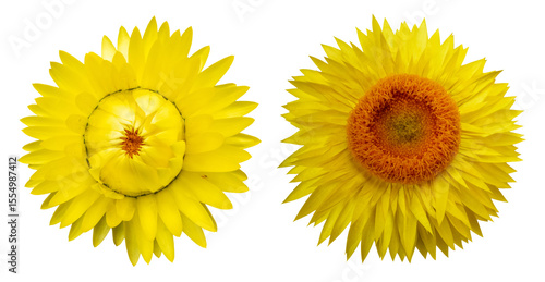 Принти на полотні Set of two vibrant yellow strawflowers (Helichrysum), everlasting blooms, isolat