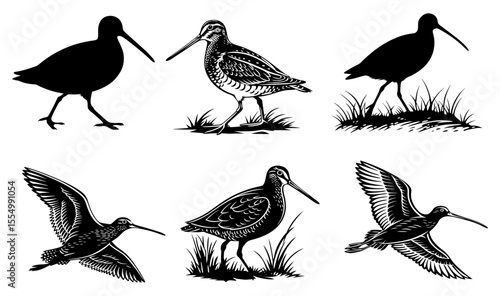 Various black and white snipe illustrations