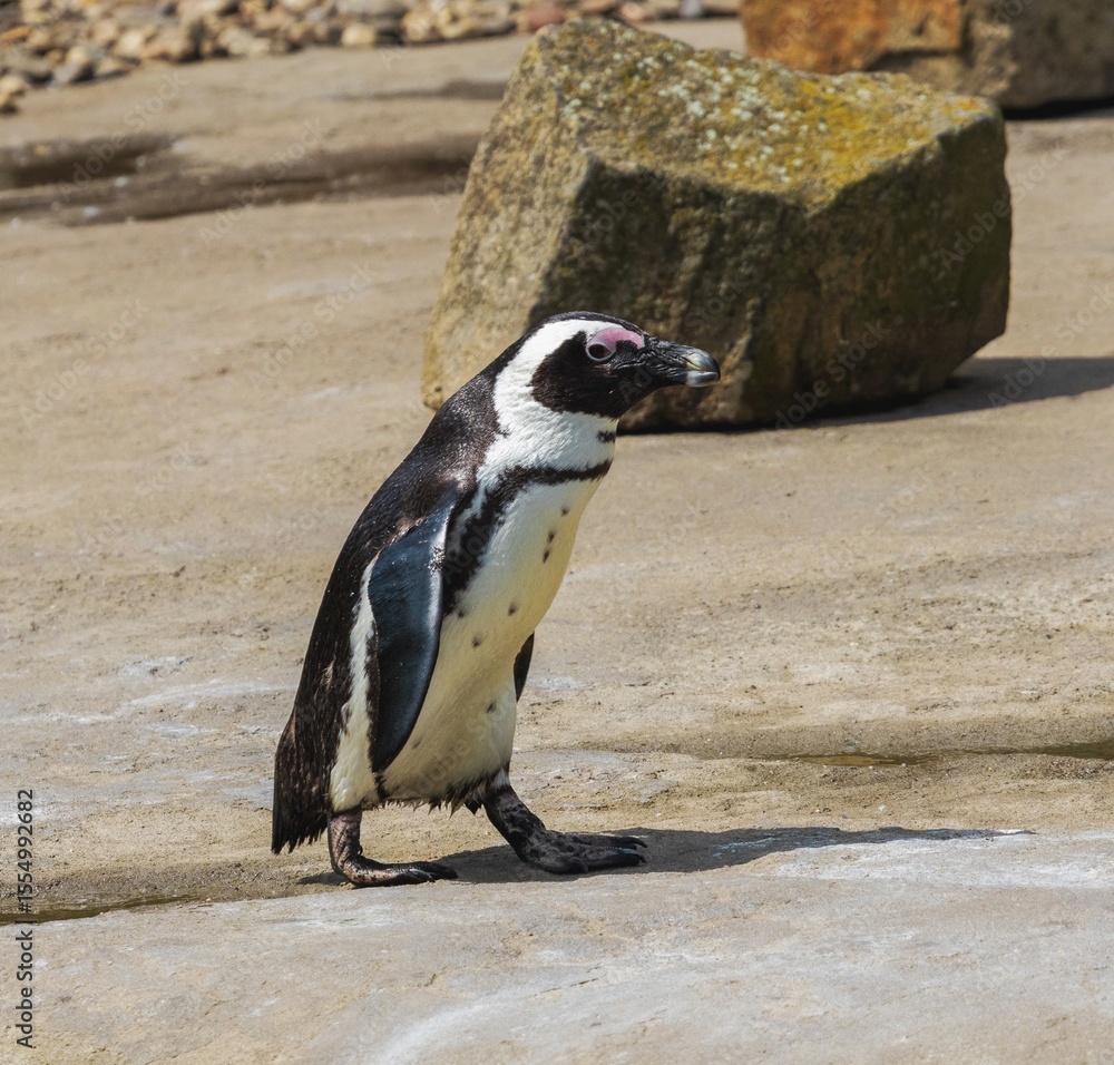 Fototapeta premium Portrait shot of a lovingly looking Spectacled penguin