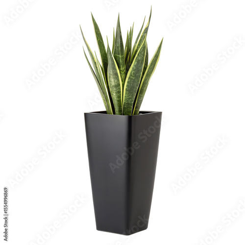 Sansevieria Plant Tall Black Planter, Cut Out