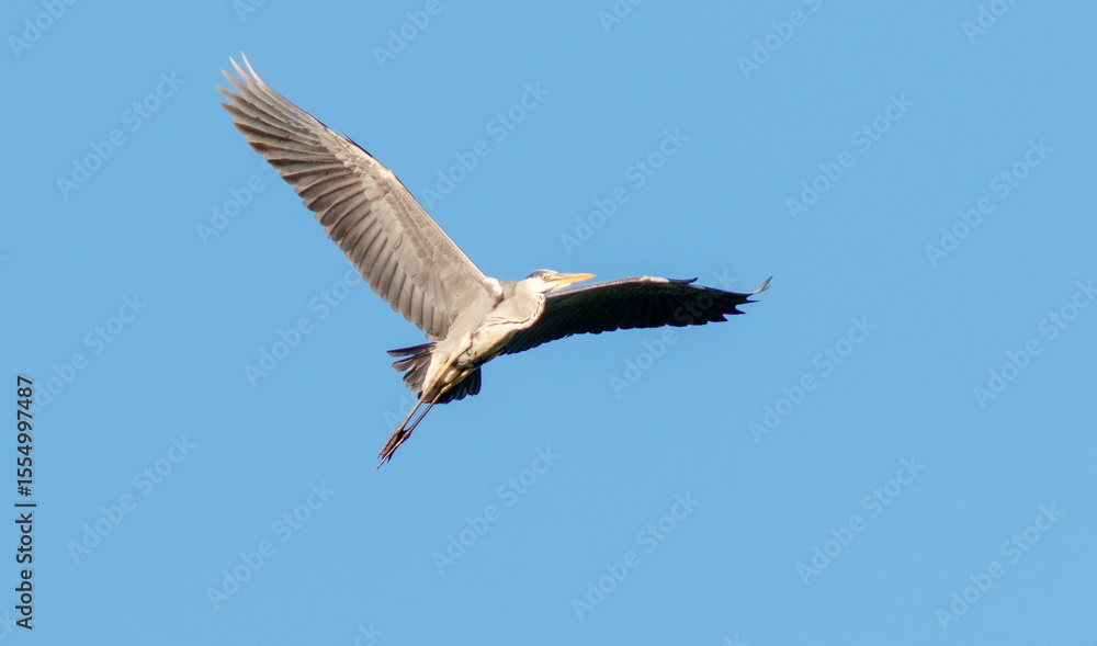 Obraz premium white stork in flight