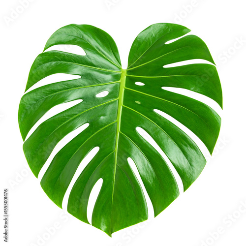 Single monstera leaf isolated on clean background, showcasing high detail and vivid green color, evokes sense of freshness and nature