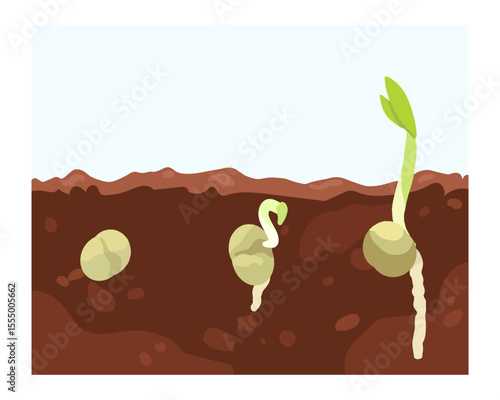 Germination seed, infographic hand drawn vector illustration of growing sprouts from grain, seed, stone to sprouts, roots and maturation are visible in soil, beginning flower growth stages