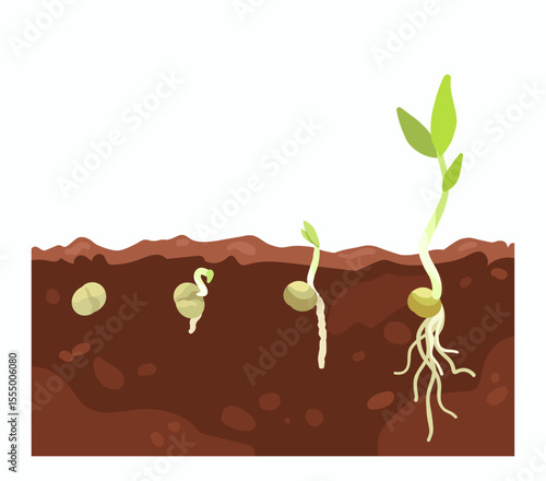 Germination seed, infographic hand drawn vector illustration of growing sprouts from grain, seed, stone to sprouts, roots and maturation are visible in soil, beginning flower growth stages