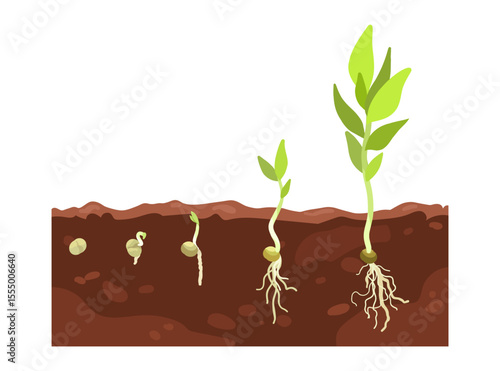 Germination seed, infographic hand drawn vector illustration of growing sprouts from grain, seed, stone to sprout and plant, roots and maturation are visible in soil, beginning flower growth stages