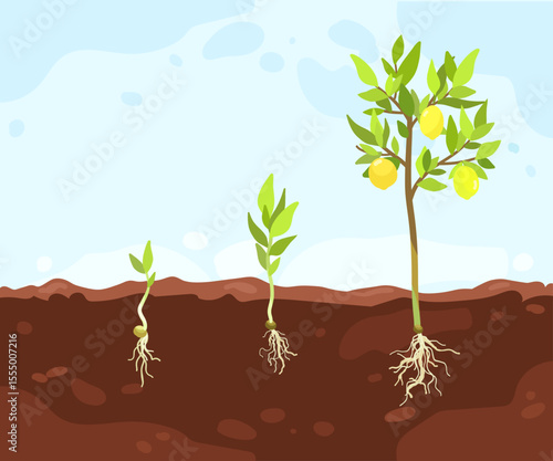 Process of growing citrus fruit tree from seed sprout to lemon bush with harvest, Plant growth stages in soil, hand drawn infographic illustration for packaging design, educational purposes, gardening