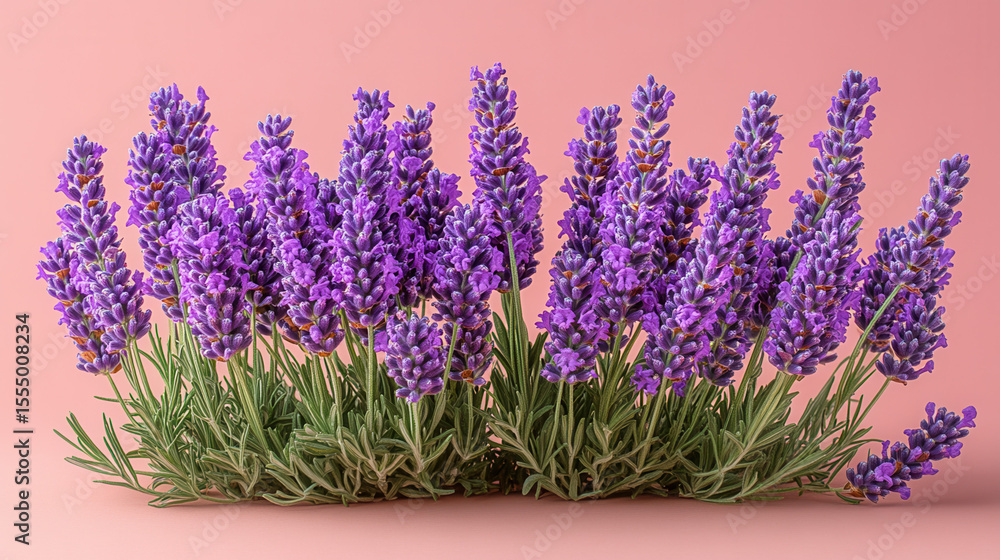 Naklejka premium fresh cut lavender stems