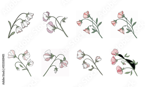 Eight sweet pea flower sprigs collection with detailed vector illustrations in delicate pastel colors
