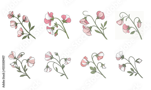 Hand drawn illustration of a bundle of eight stylized sweet pea flower blossoms for design