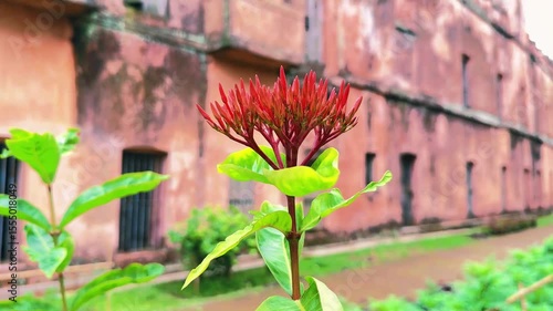 Red ixora flower exhibits vibrant color against an old historical building within the city gardens