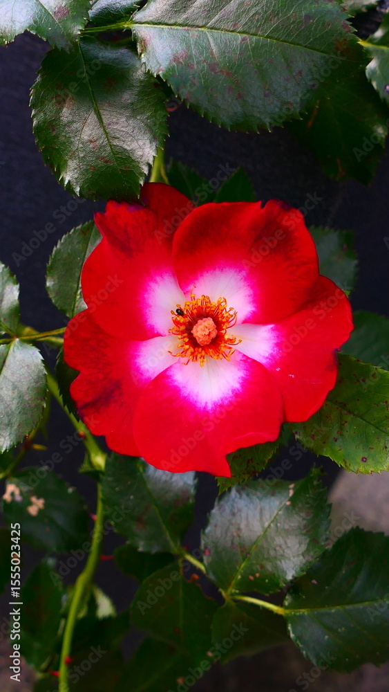 einfach blühende, rote Rose, einfach blühende, rote Rose,