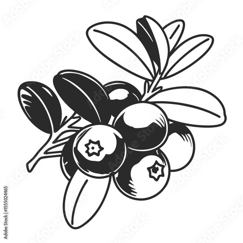 Lingonberry branch illustration with leaves and berries in monochrome style