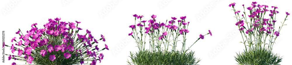 Naklejka premium Set of Dianthus gratianopolitanus (commonly known as the Cheddar pink or clove pink) flowering frontal isolated png on a transparent background perfectly cutout