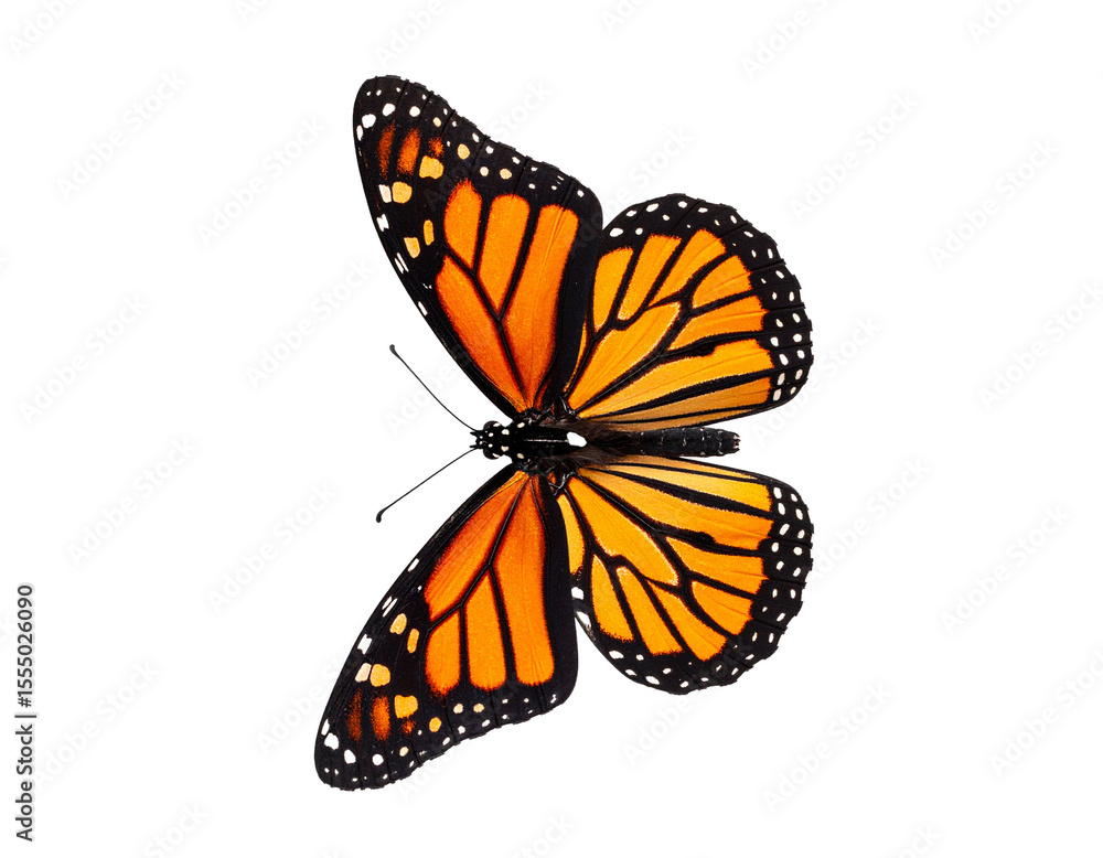 Fototapeta premium Monarch Butterfly Wings Spread Fully, isolated PNG on transparent background