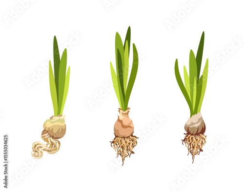 Hand drawn isolated illustration of growing flower bulbs with green sprouts, Realistic bulb of house and garden plants with roots, theme of Nature, ecology, spring, gardening and offspring, flat style