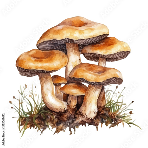 watercolor vector of Wild Mushrooms Cluster Grow, isolated on a white background.