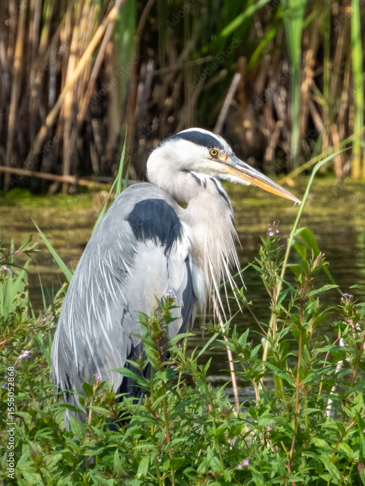 Fototapeta premium Heron on a lake