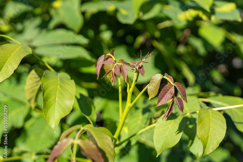 Young branch of walnut leaves.