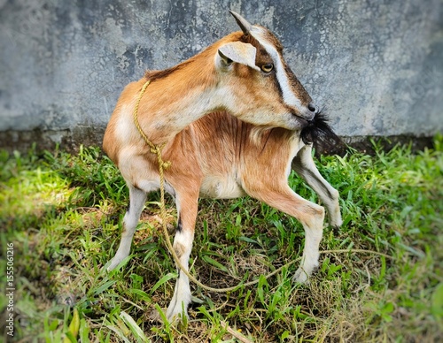 A brown and white goat stands on green grass sucking it's tail, tied with a rope. Captured in bright daylight, this farm animal portrait highlights rural livestock life