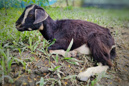 A black colour goat sitting peacefully on green grass. Captured in bright daylight, this farm animal portrait highlights rural livestock life.