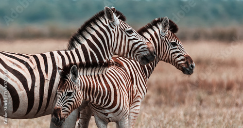 Zebra affection 