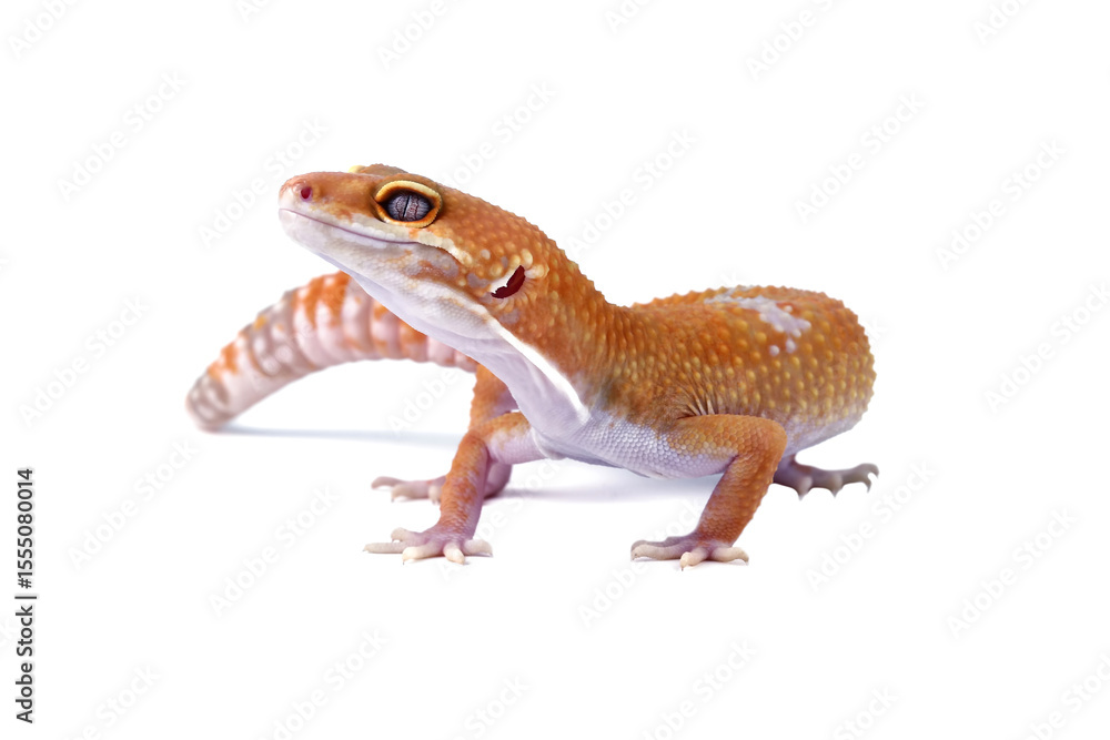 Fototapeta premium Fat-tailed geckos isolated on white background, leopard gecko lizard, eublepharis macularius