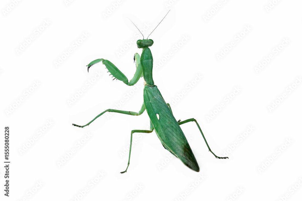 The praying mantis isolated on white, green mantis seen from behind The praying mantis isolated on white, green mantis seen from behind