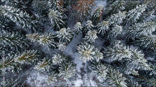 Aerial top view winter forest with fresh snow and white trees in rural Sheregesh, Drone photo