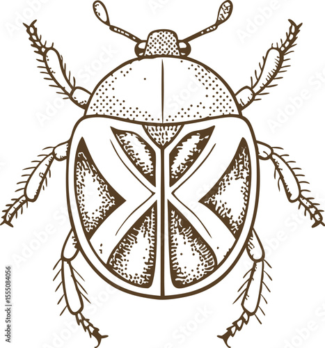 Illustrated beetle in vintage line art entomology insect graphic, detailed symmetrical bug drawing