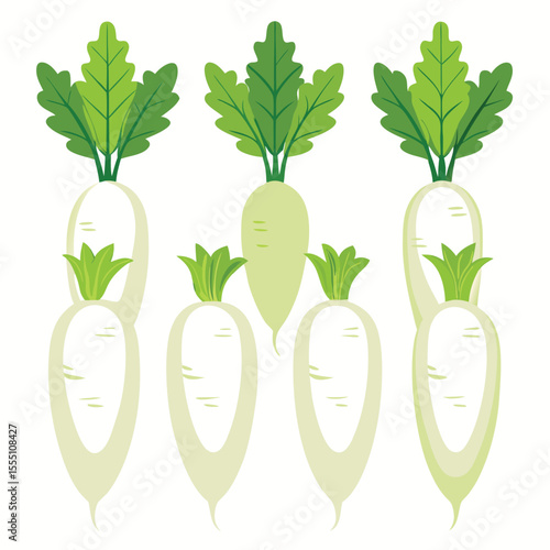 six daikon radis vegetable separately set  isolated  on white background