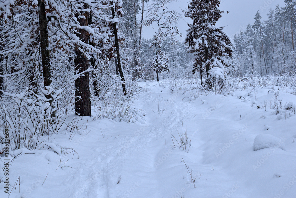 Obraz premium winter forest trees in the snow frost. Fantastic winter landscape. National Park. Carpathian, Ukraine, Europe. Beauty world. winter forest trail, cold season. a lot of snow. road in winter forest
