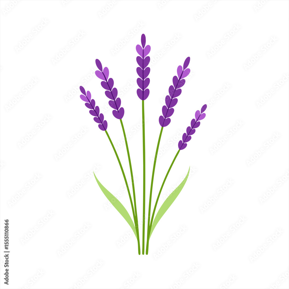 Fototapeta premium Spring Lavender Sprigs with Grass Vector Clipart on White Background