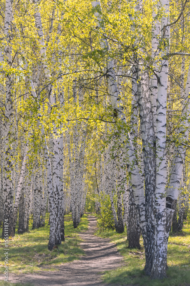 Fototapeta premium spring in the park