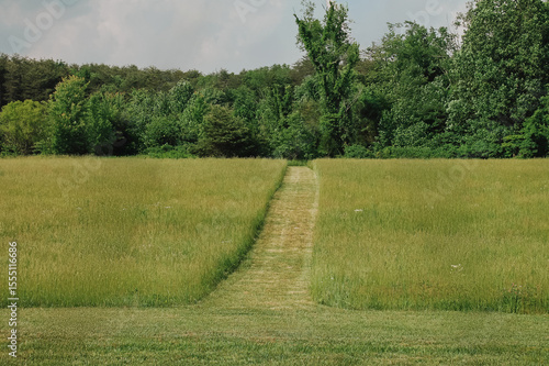 Mown grass path leading through lush meadow toward a dense forest edge under a partly cloudy summer sky