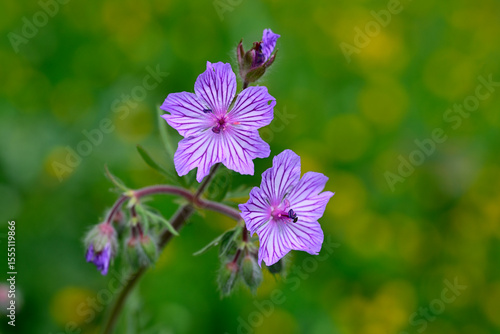 Knolliger Storchschnabel // Tuberous-rooted cranesbill (Geranium tuberosum) - Zagoria Naturpark, Albanien
